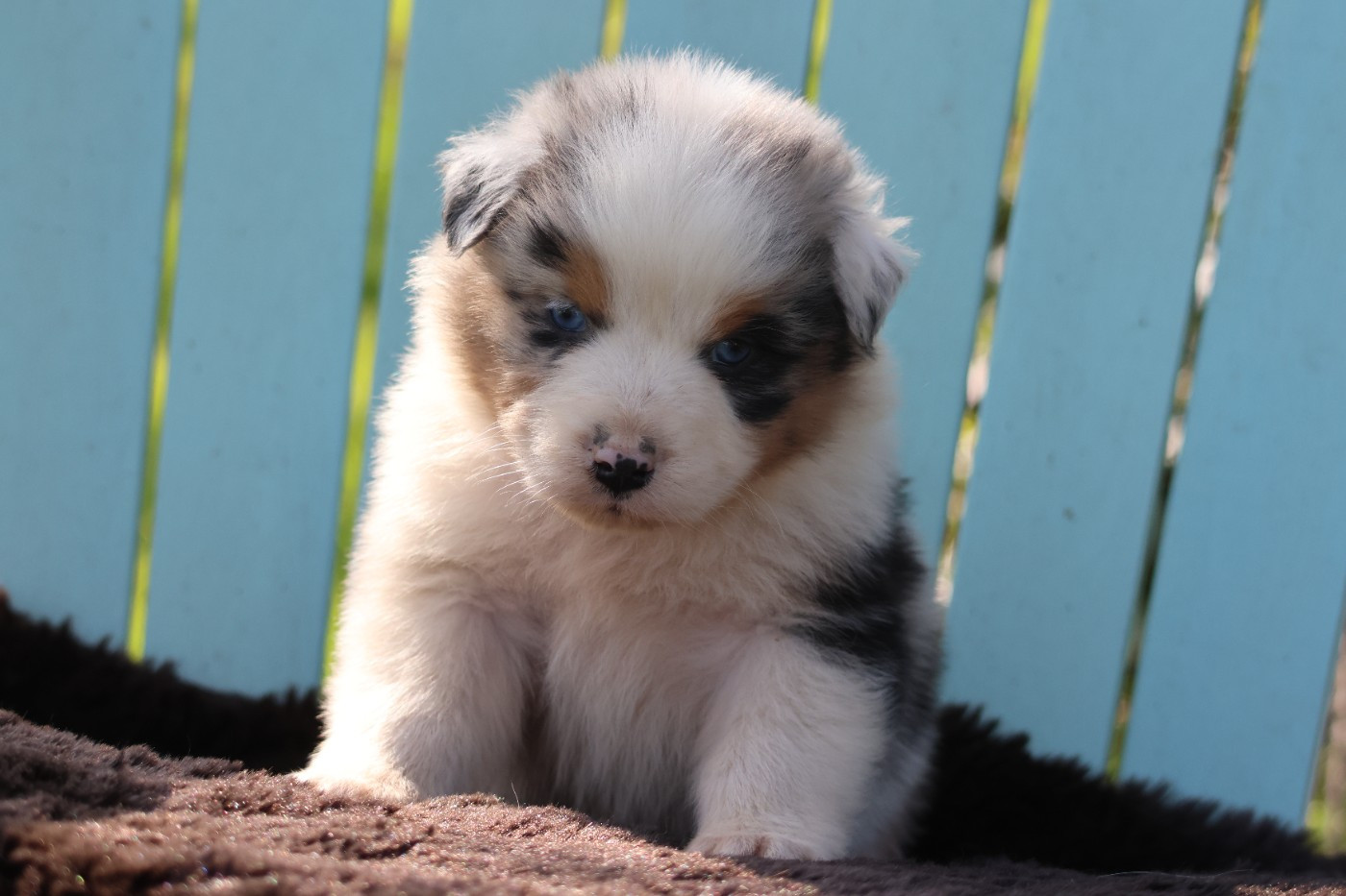 des Gardiens d'Hadès - Chiots disponibles - Berger Australien