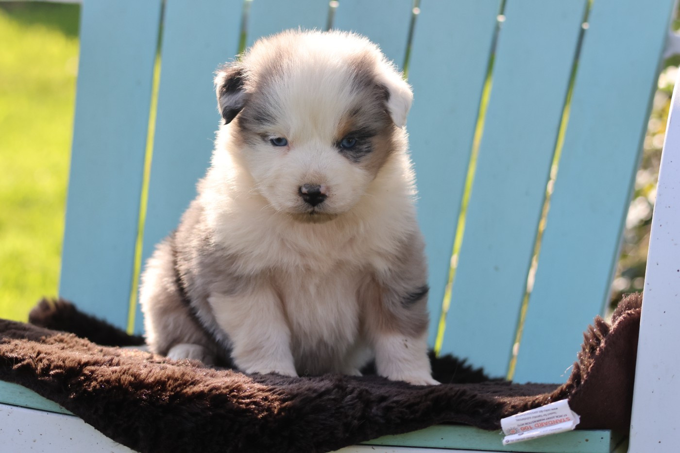 des Gardiens d'Hadès - Chiots disponibles - Berger Australien
