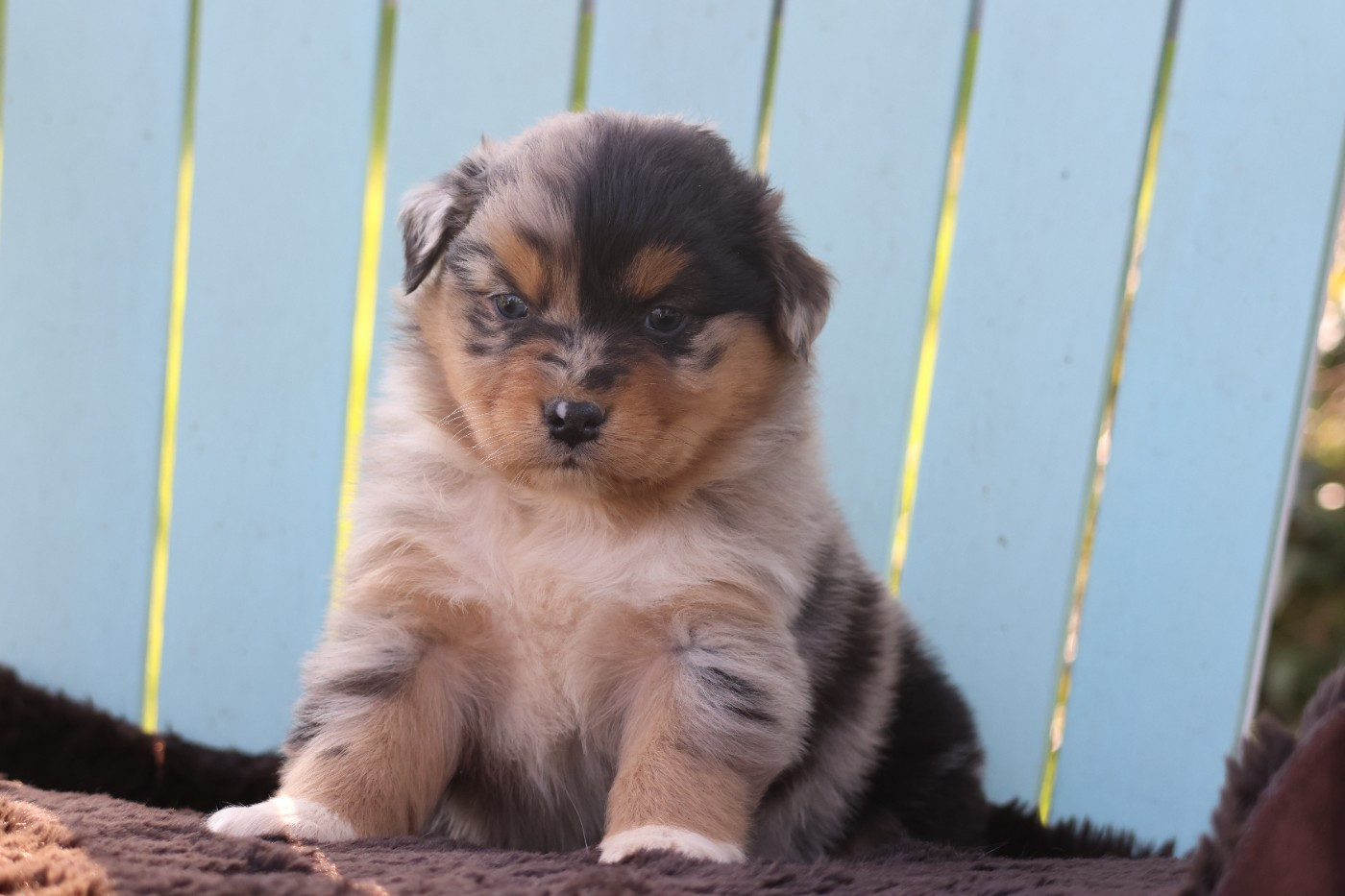 des Gardiens d'Hadès - Chiots disponibles - Berger Australien