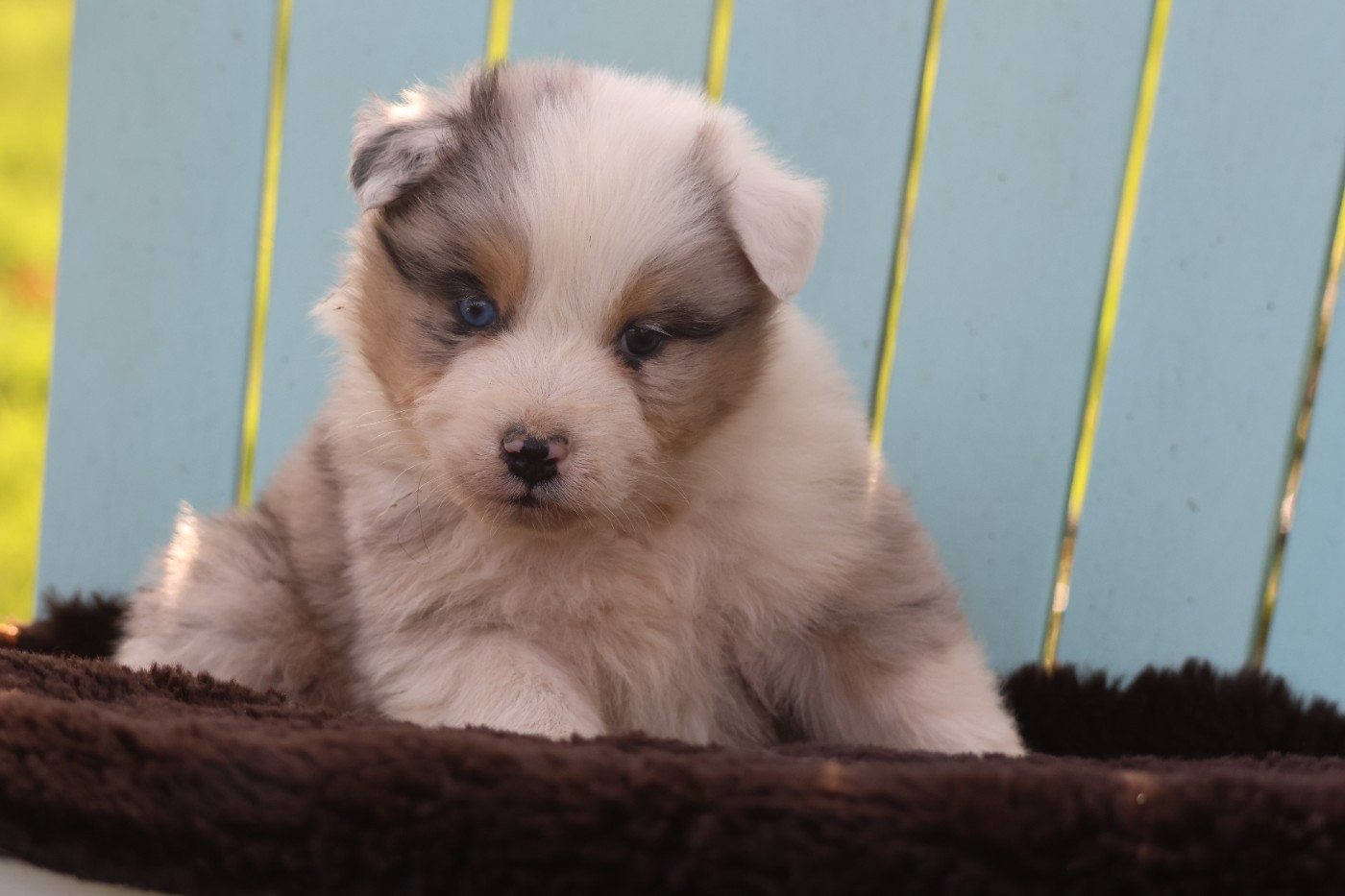 des Gardiens d'Hadès - Chiots disponibles - Berger Australien