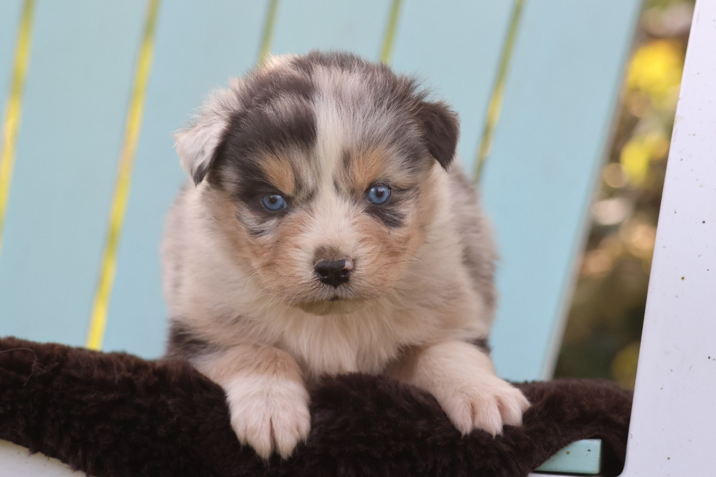 des Gardiens d'Hadès - Chiots disponibles - Berger Australien