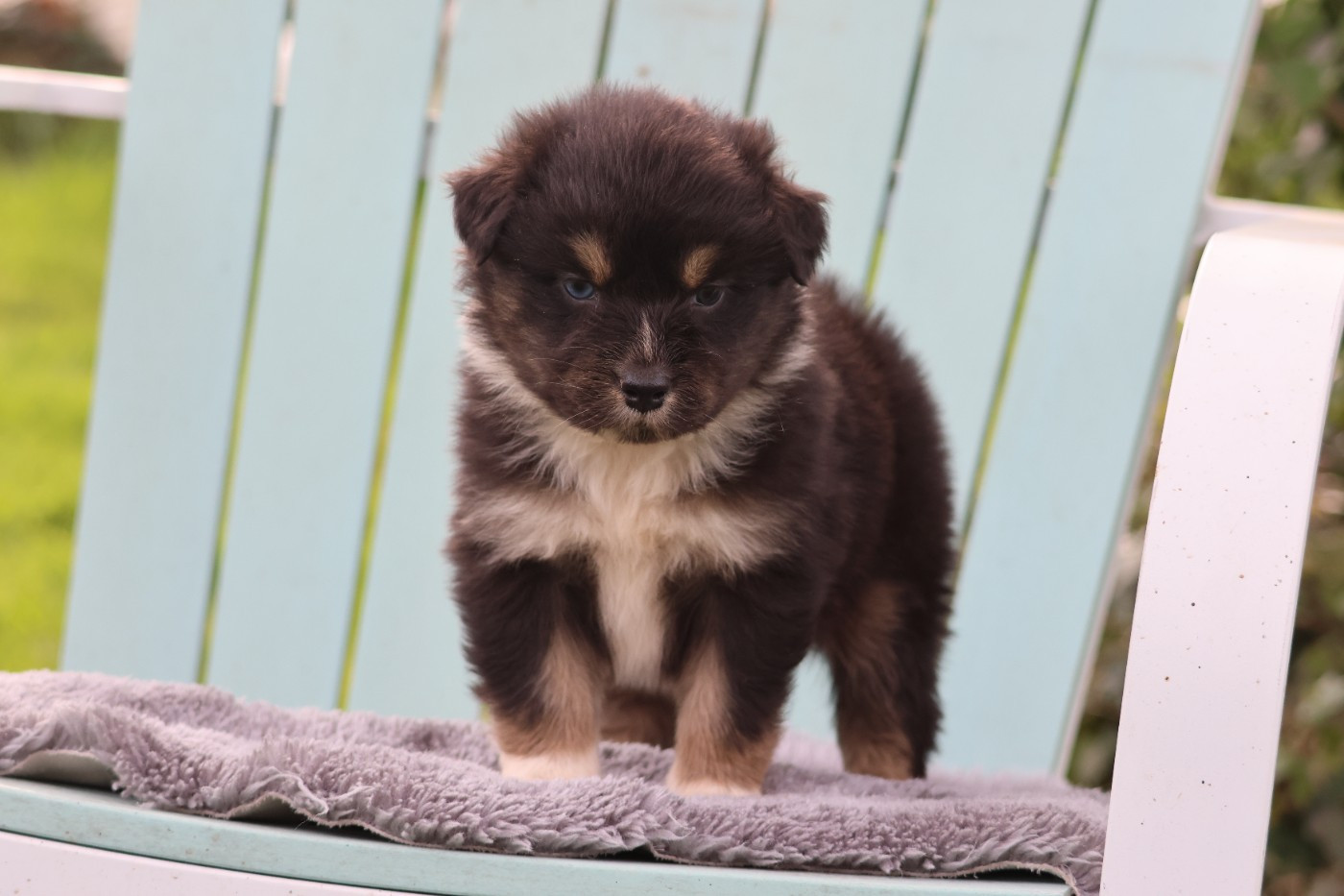 des Gardiens d'Hadès - Chiots disponibles - Berger Australien