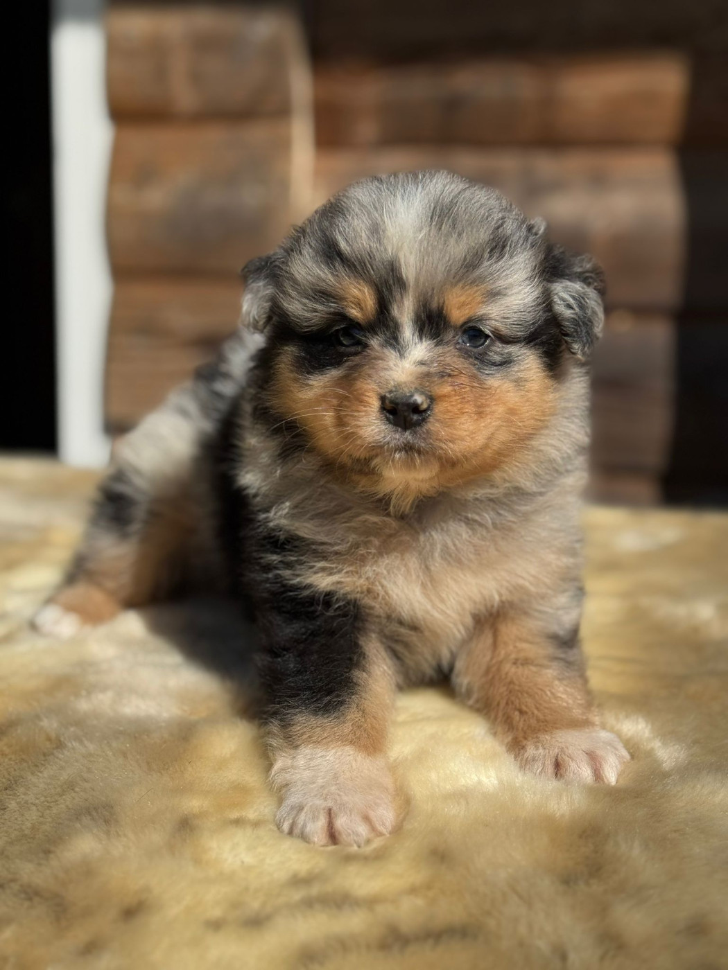 des Gardiens d'Hadès - Chiots disponibles - Berger Australien