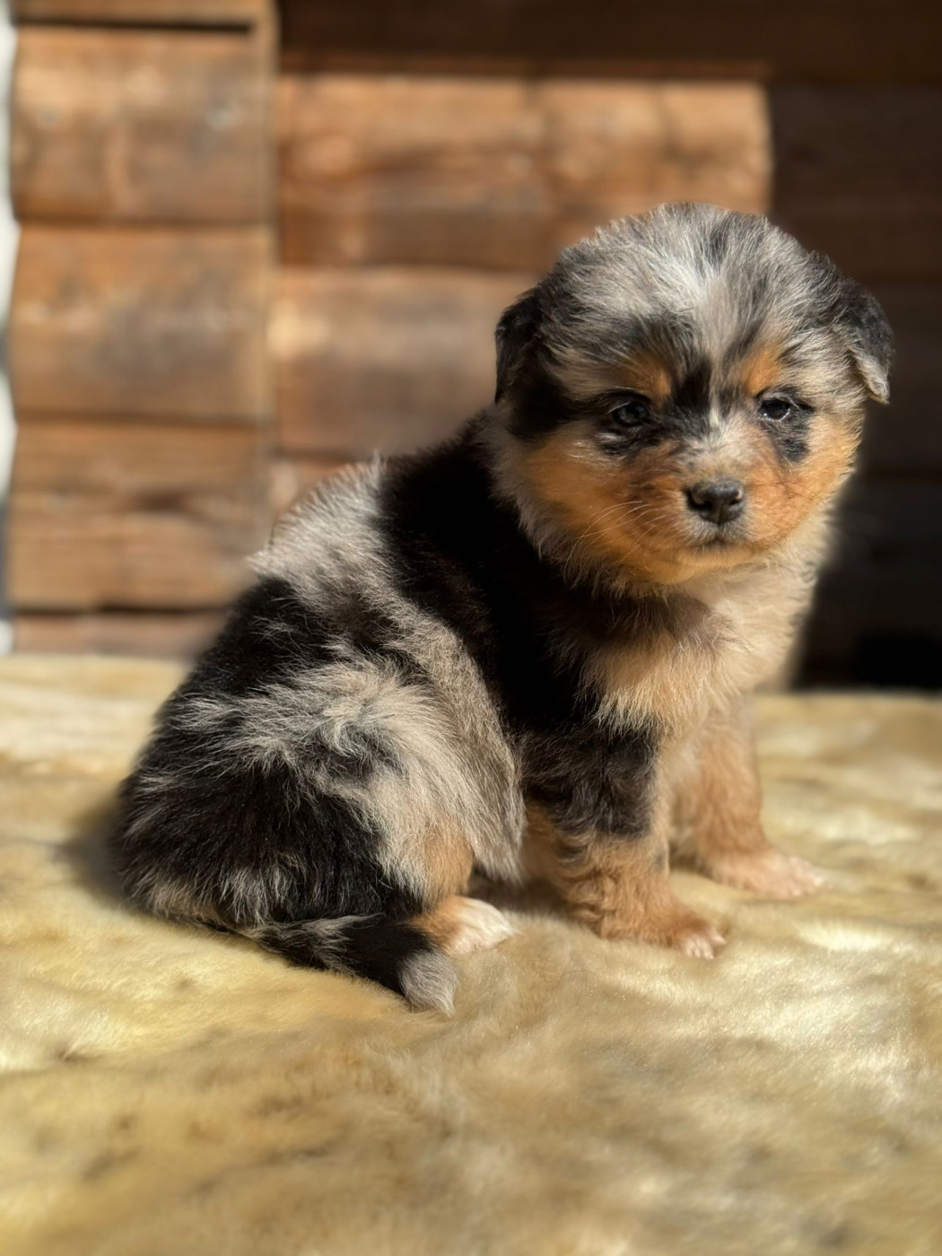 des Gardiens d'Hadès - Chiots disponibles - Berger Australien