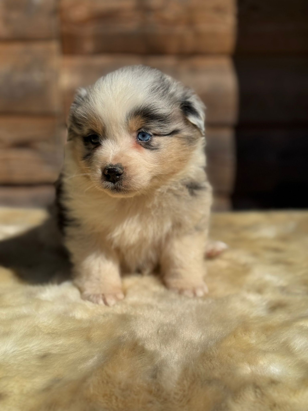 des Gardiens d'Hadès - Chiots disponibles - Berger Australien