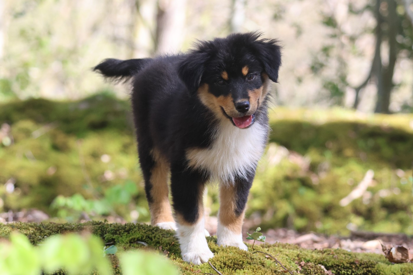 des Gardiens d'Hadès - Chiots disponibles - Berger Australien