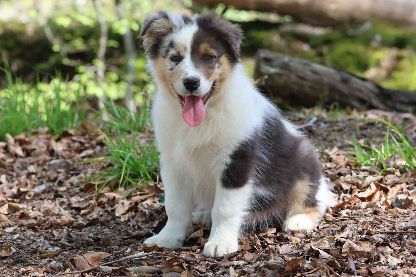des Gardiens d'Hadès - Chiots disponibles - Berger Australien