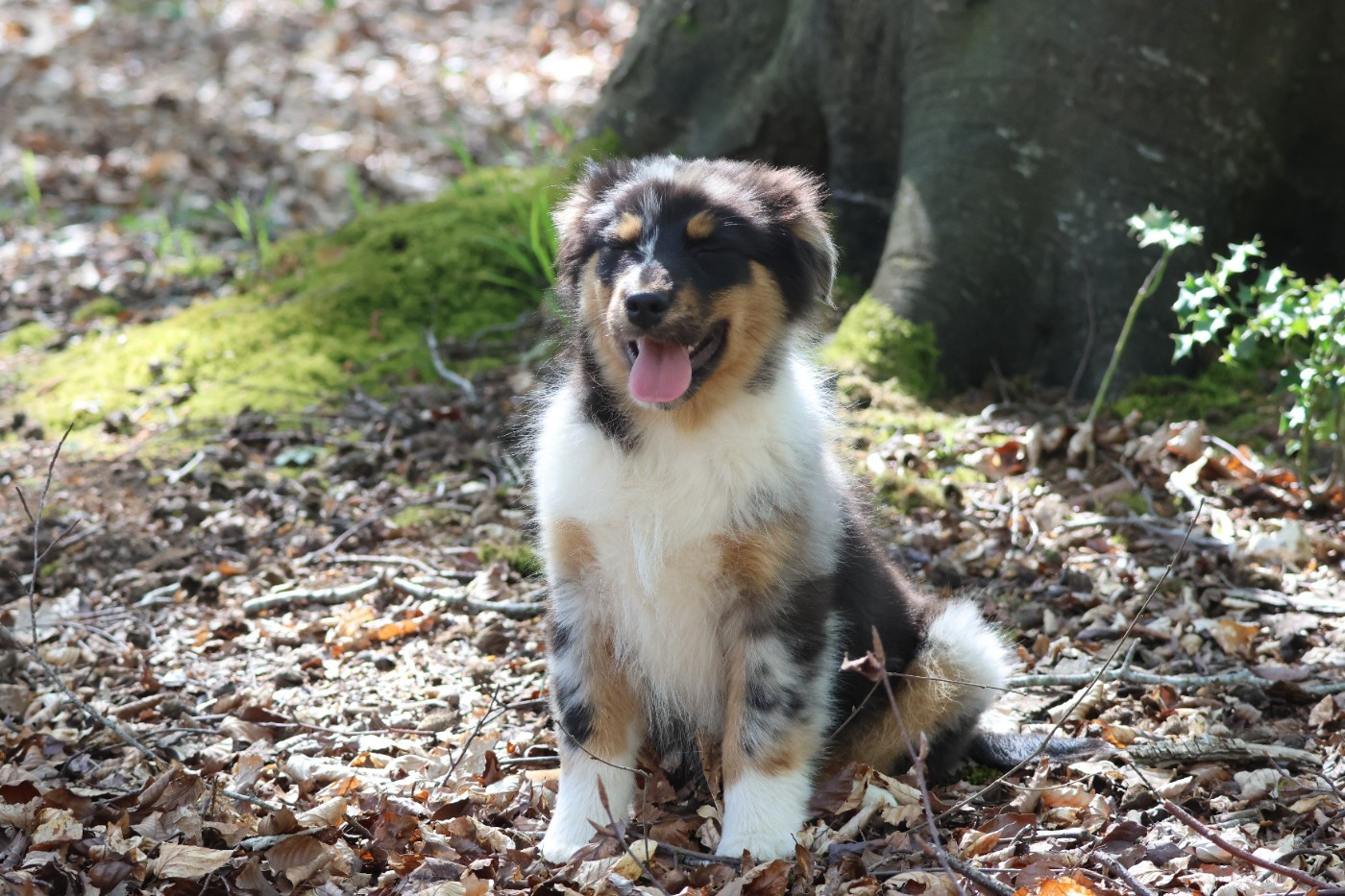 des Gardiens d'Hadès - Chiots disponibles - Berger Australien