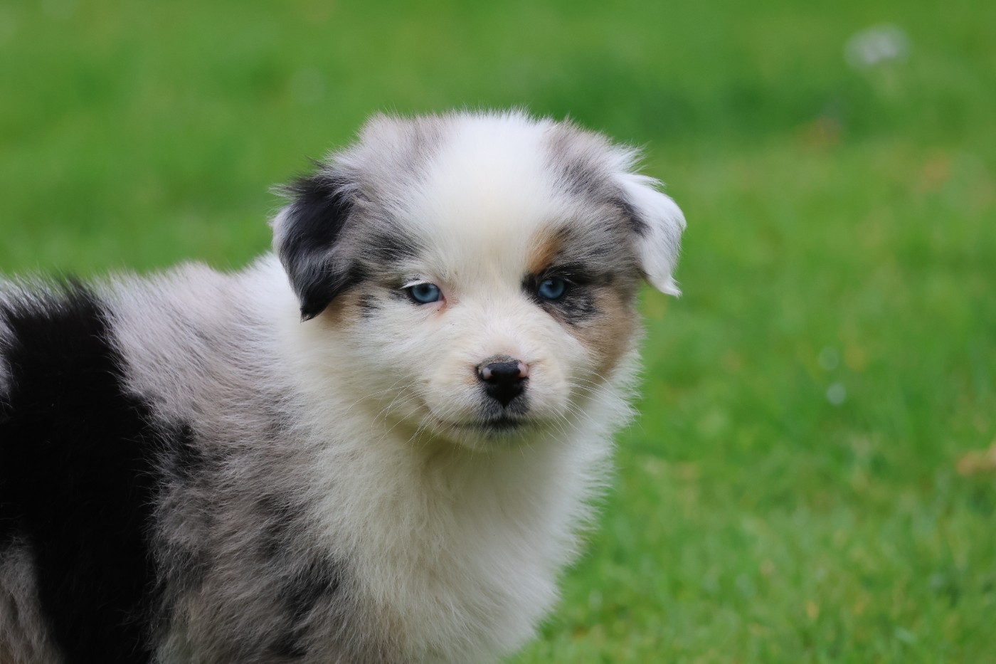 des Gardiens d'Hadès - Chiots disponibles - Berger Australien