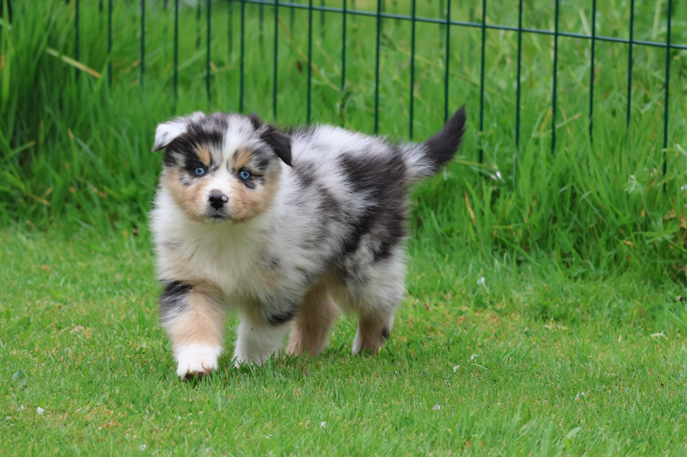 des Gardiens d'Hadès - Chiots disponibles - Berger Australien