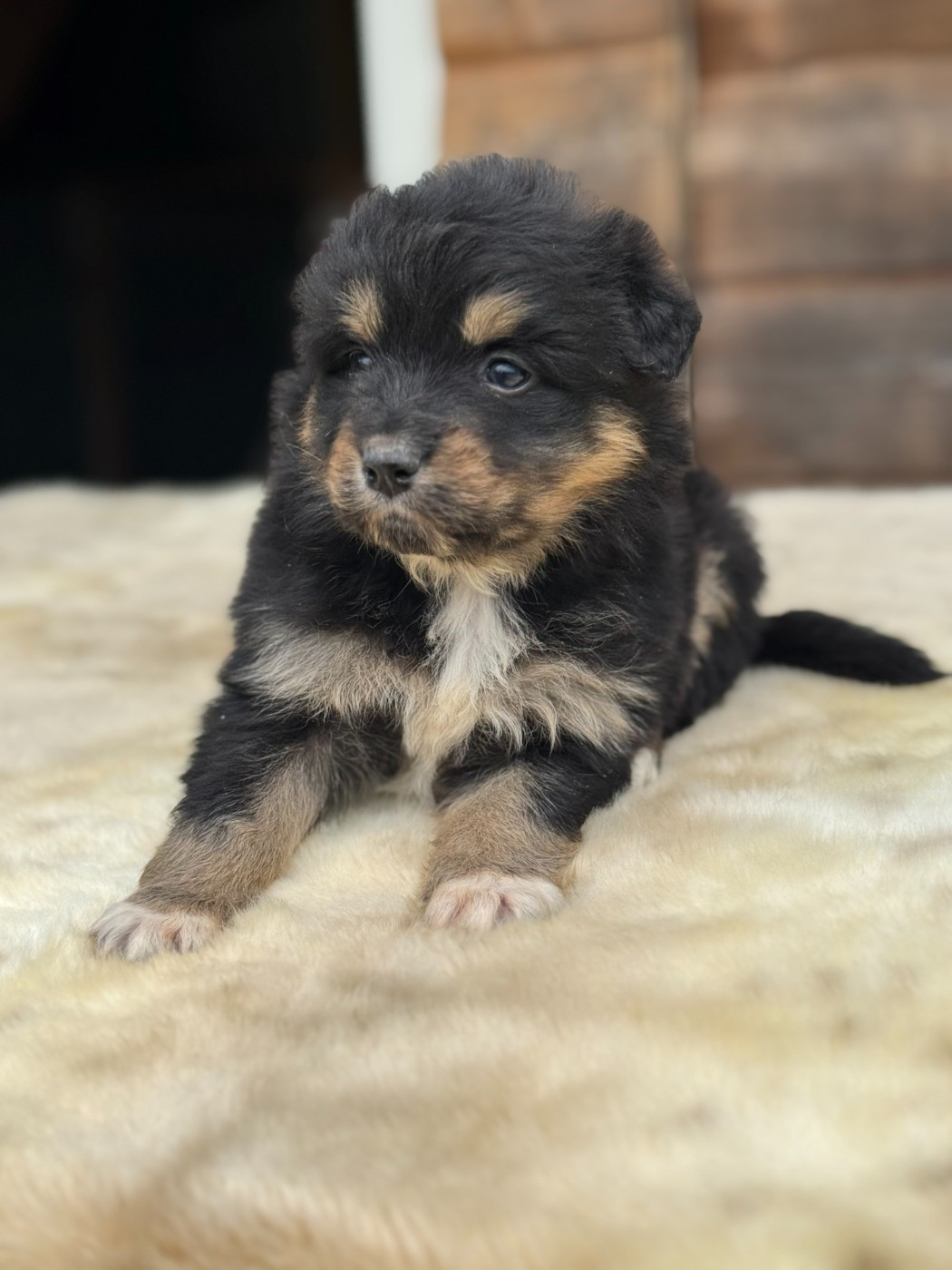 des Gardiens d'Hadès - Chiots disponibles - Berger Australien