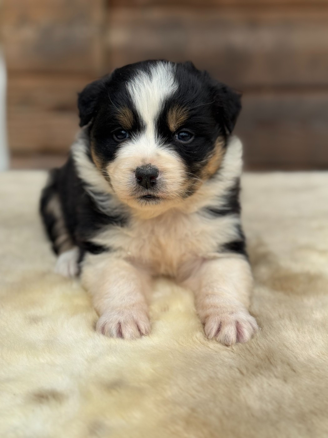 des Gardiens d'Hadès - Chiots disponibles - Berger Australien