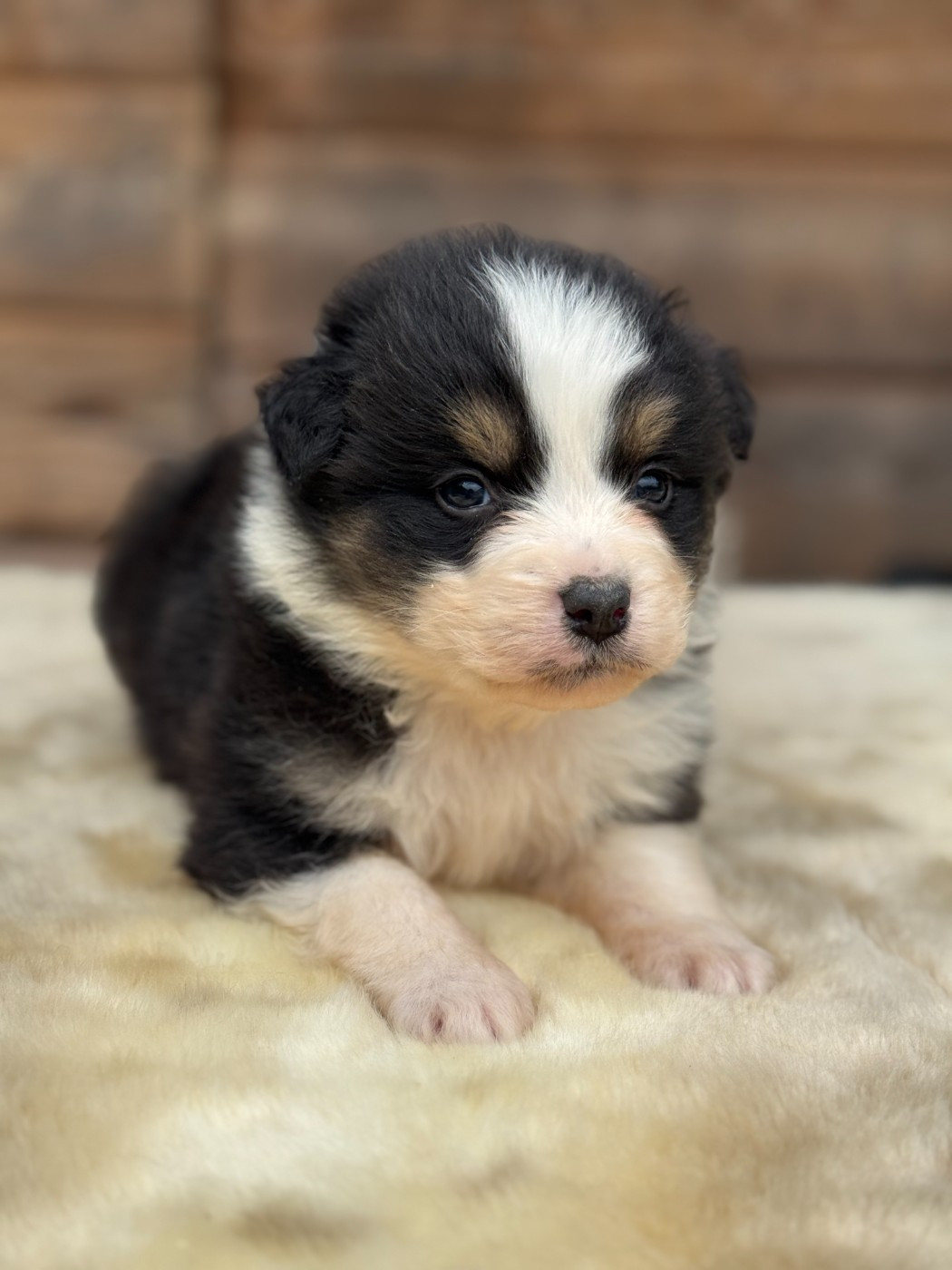 des Gardiens d'Hadès - Chiots disponibles - Berger Australien