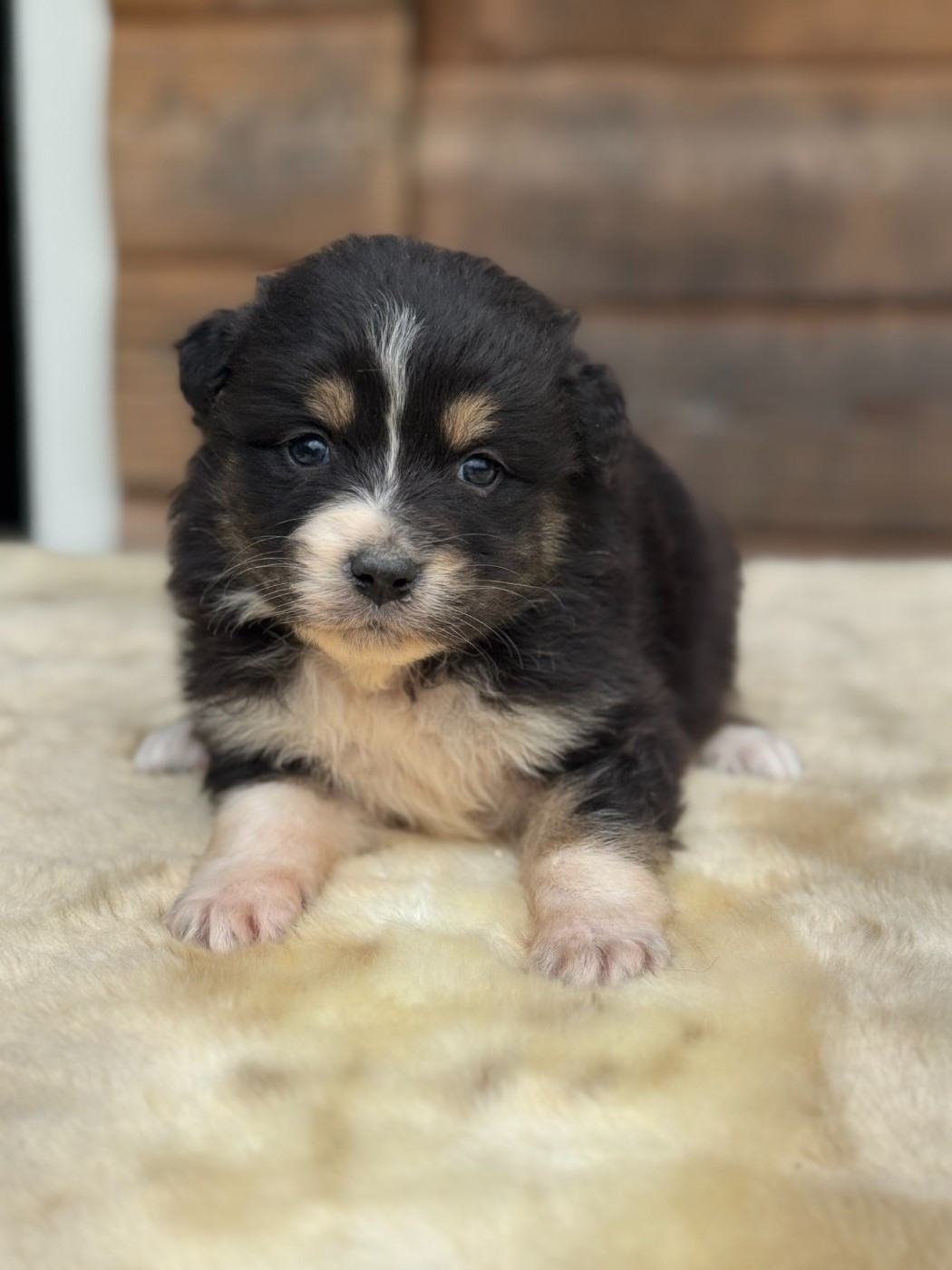 des Gardiens d'Hadès - Chiots disponibles - Berger Australien