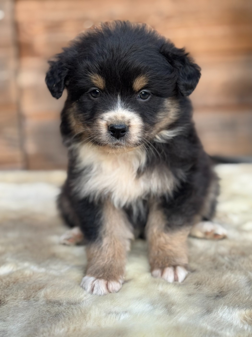 des Gardiens d'Hadès - Chiots disponibles - Berger Australien