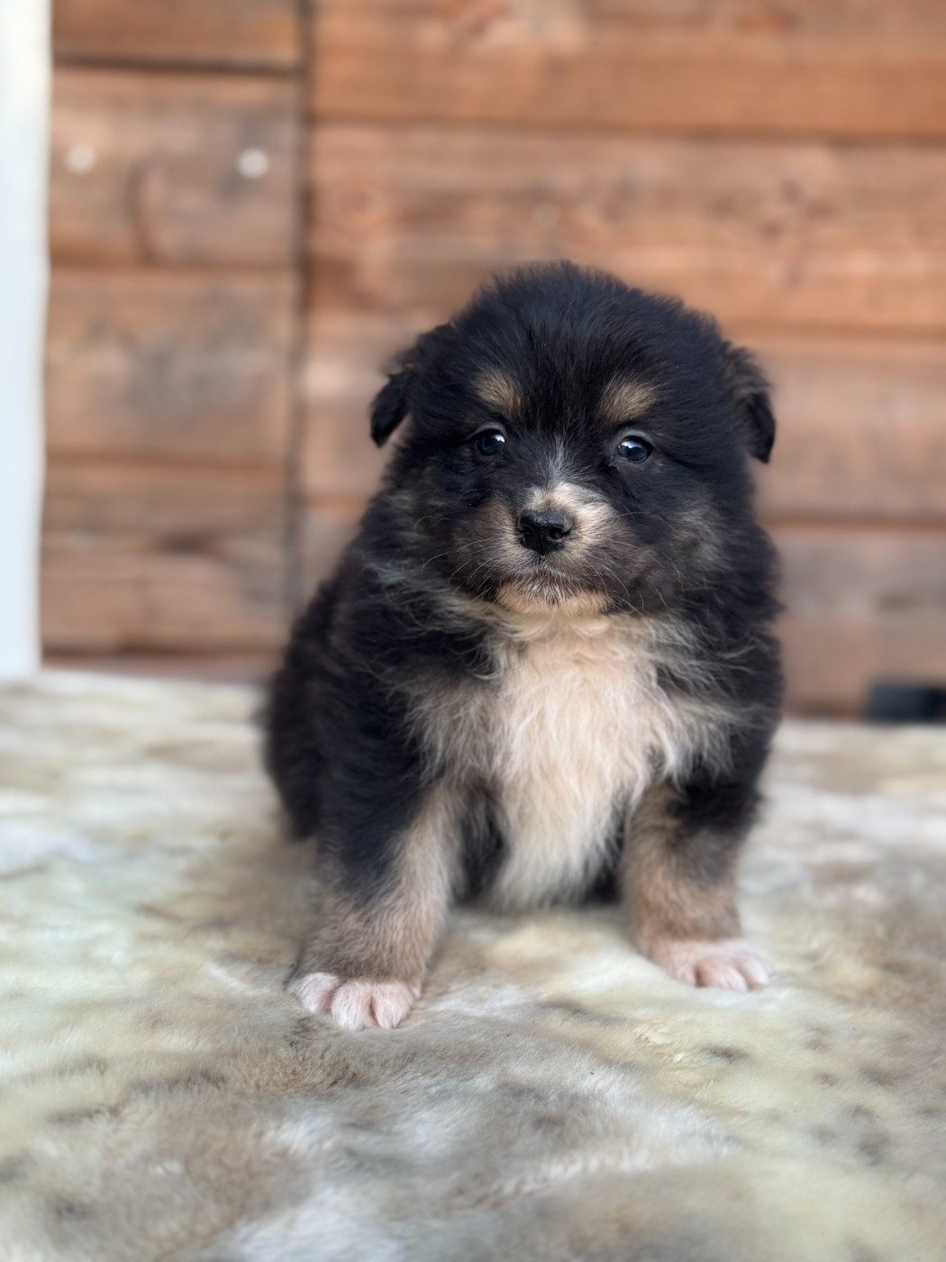 des Gardiens d'Hadès - Chiots disponibles - Berger Australien