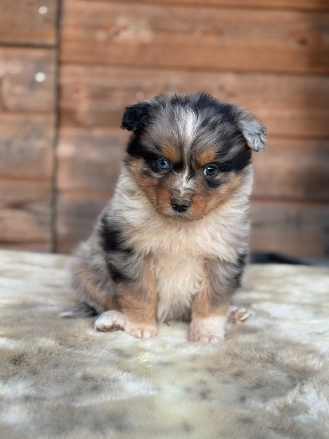 des Gardiens d'Hadès - Chiots disponibles - Berger Australien