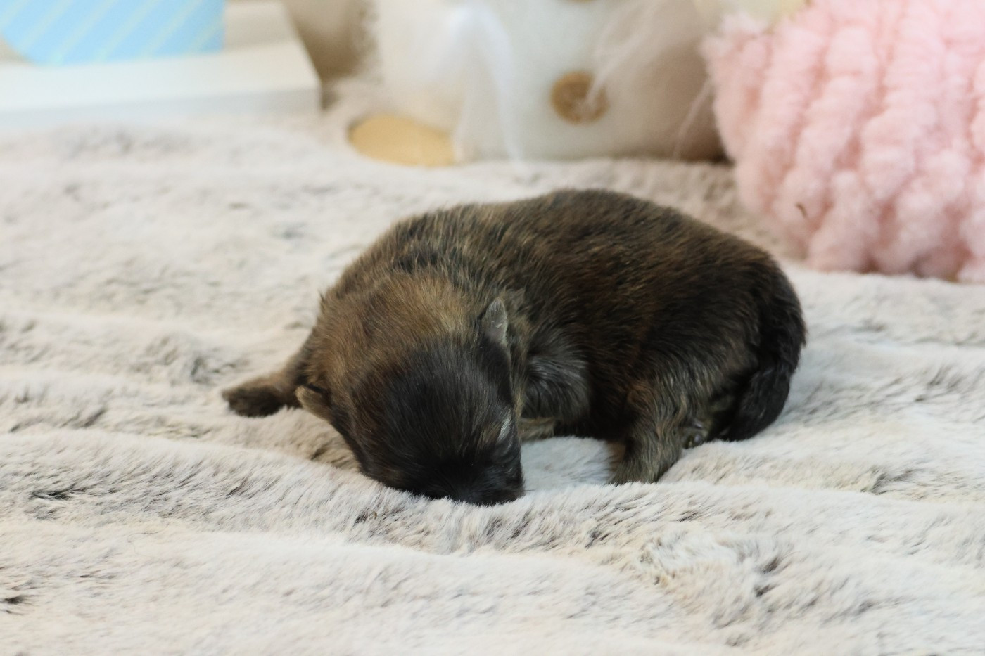 des Gardiens d'Hadès - Chiots disponibles - Spitz allemand