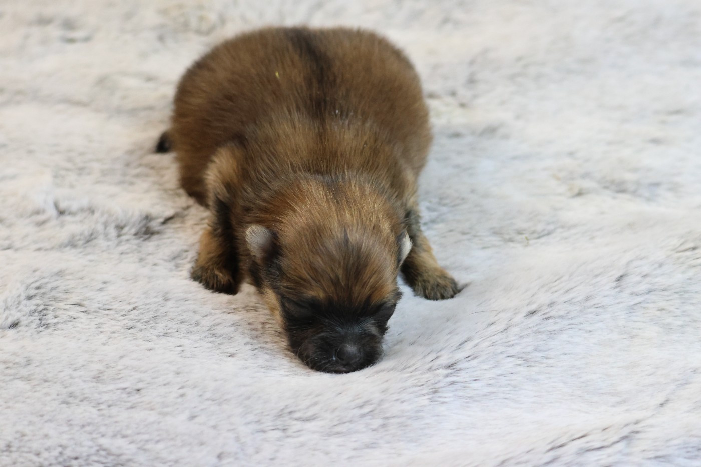des Gardiens d'Hadès - Chiots disponibles - Spitz allemand