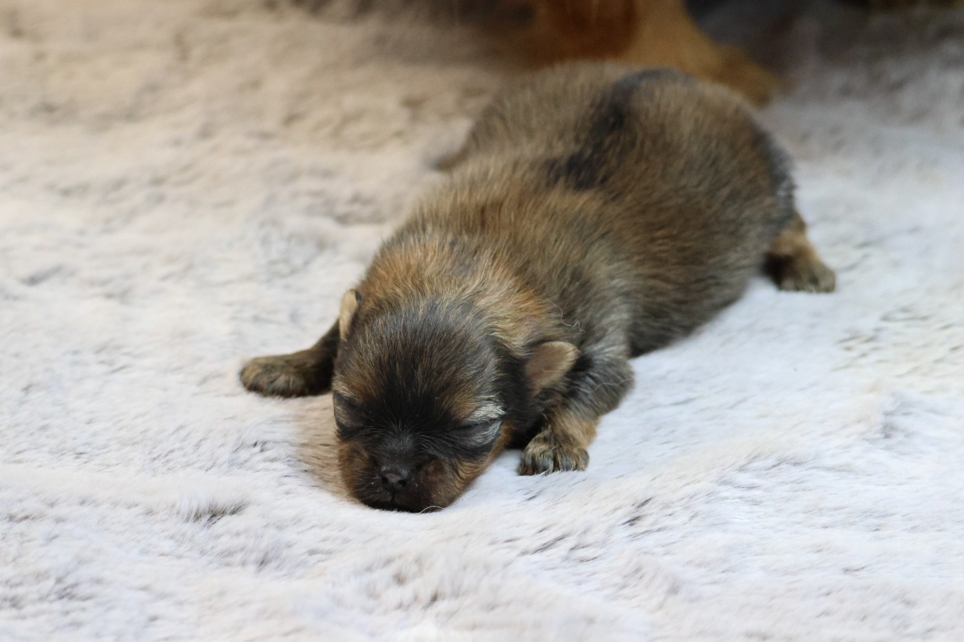 des Gardiens d'Hadès - Chiots disponibles - Spitz allemand