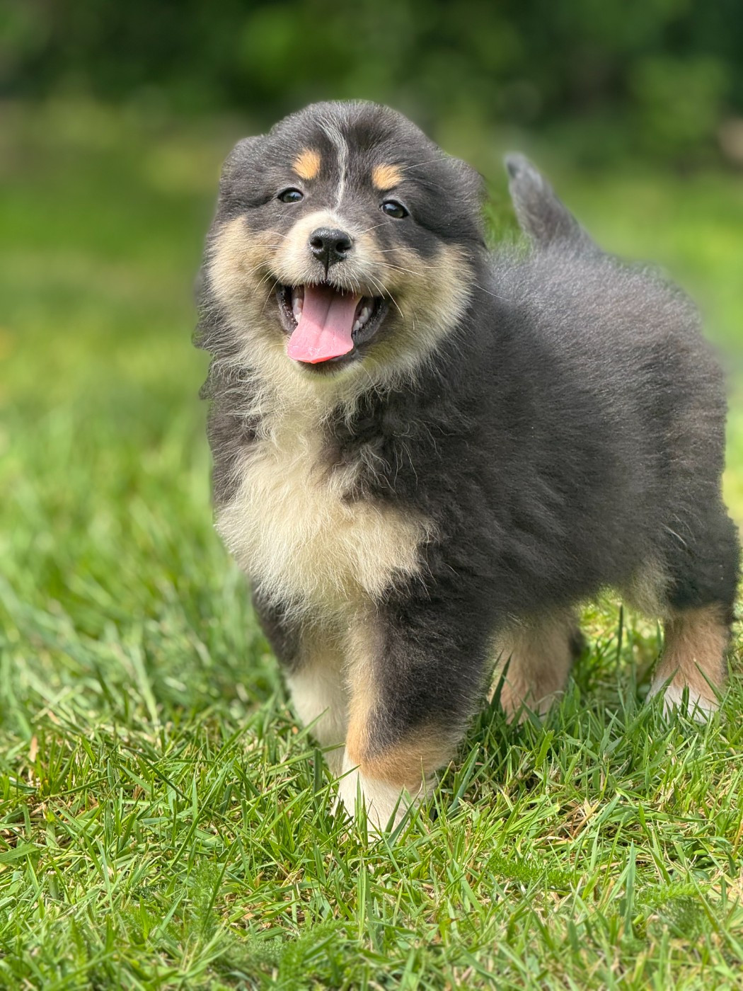 des Gardiens d'Hadès - Chiots disponibles - Berger Australien