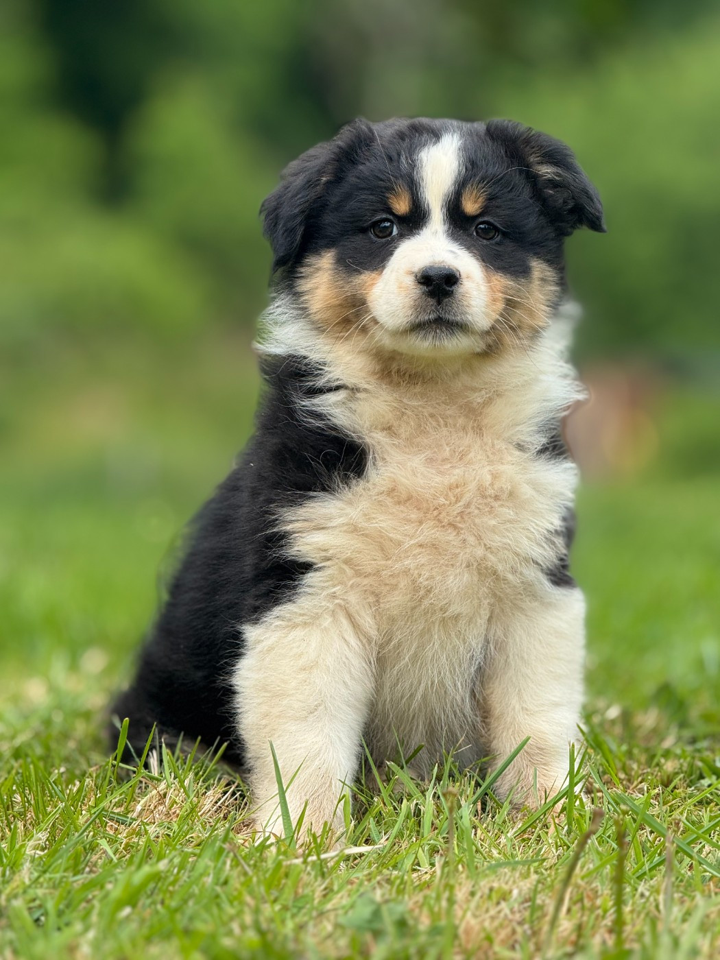 des Gardiens d'Hadès - Chiots disponibles - Berger Australien