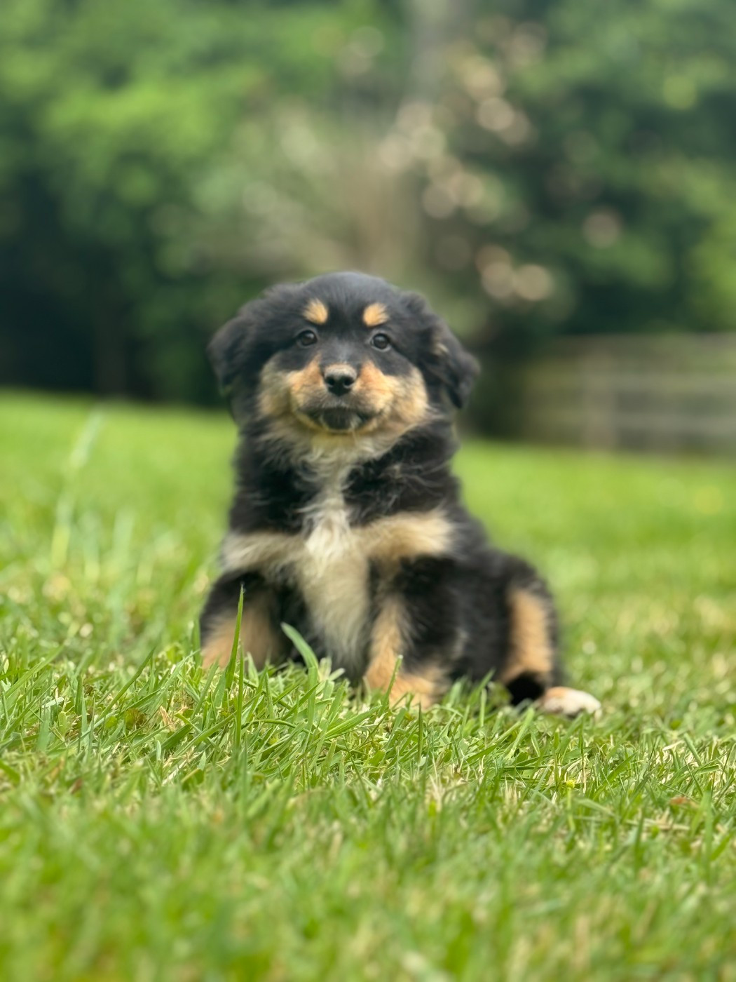des Gardiens d'Hadès - Chiots disponibles - Berger Australien