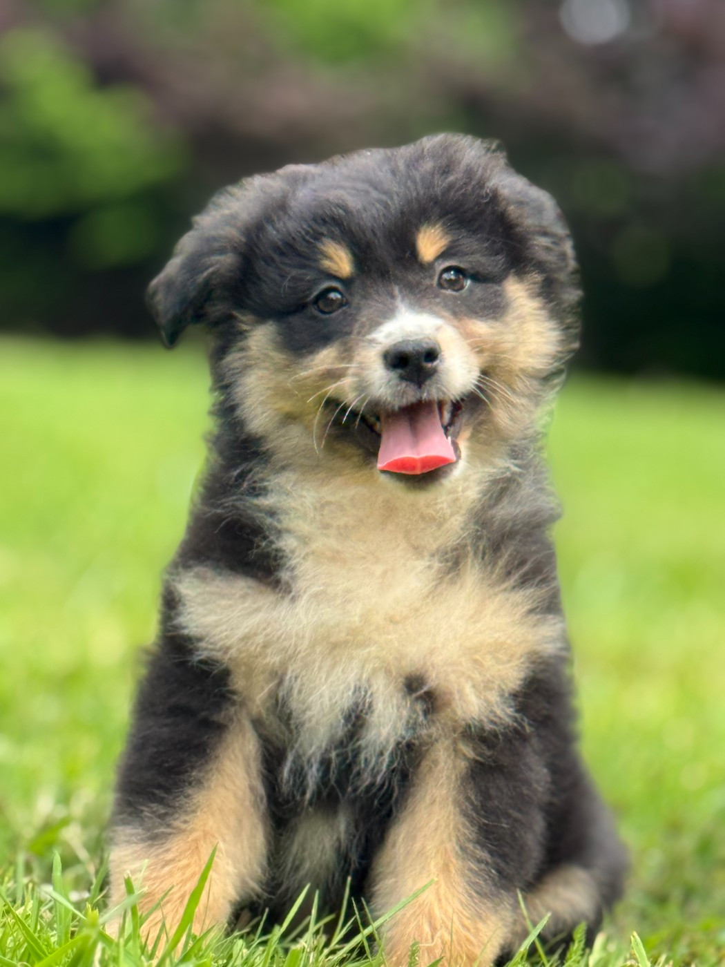 des Gardiens d'Hadès - Chiots disponibles - Berger Australien