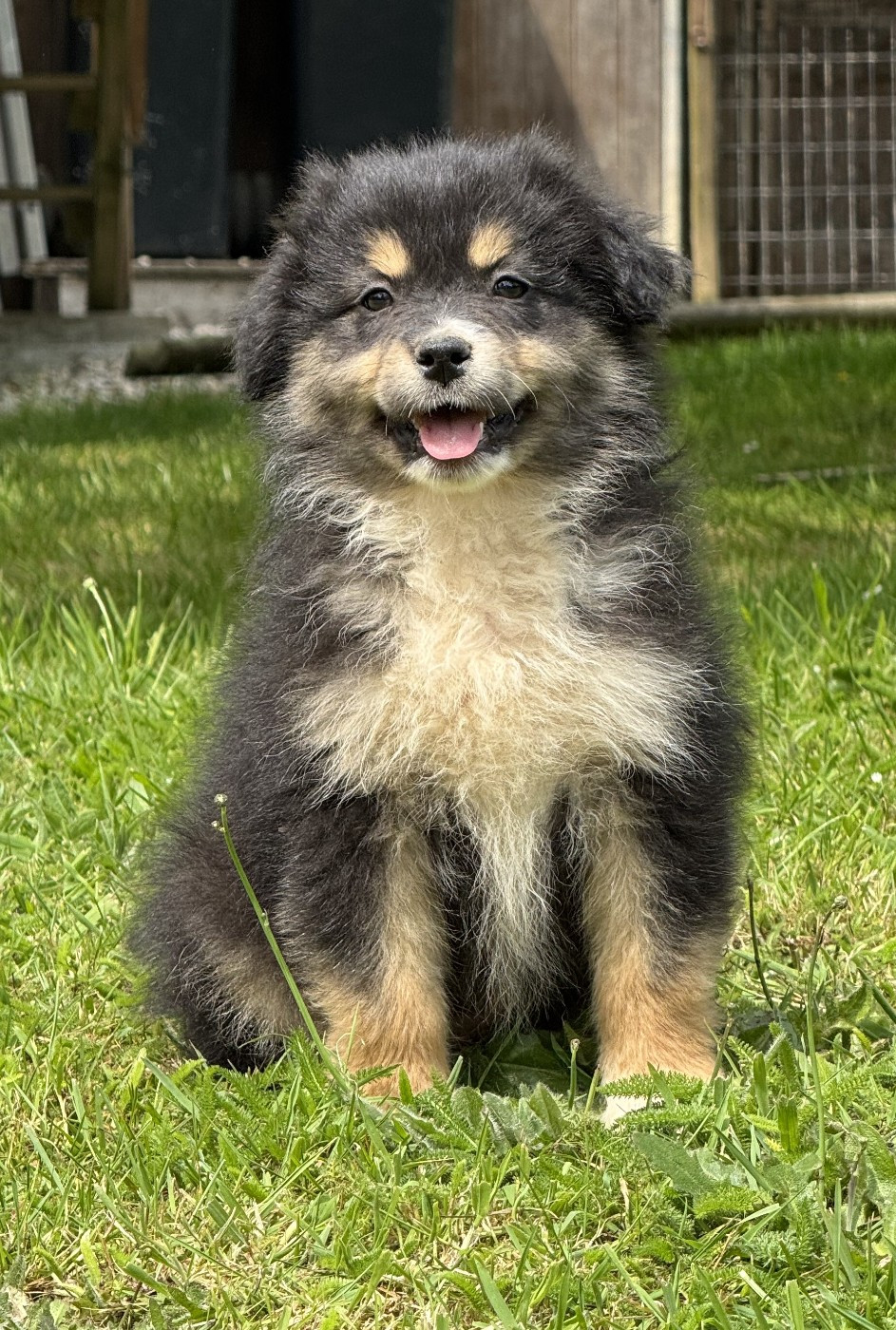 des Gardiens d'Hadès - Chiots disponibles - Berger Australien