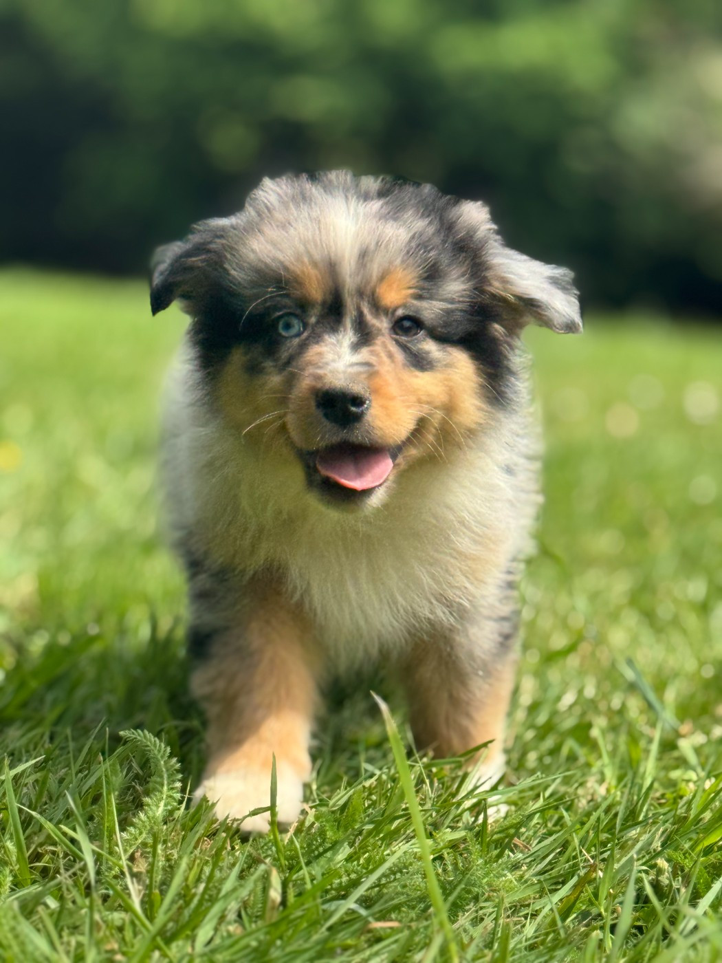 des Gardiens d'Hadès - Chiots disponibles - Berger Australien
