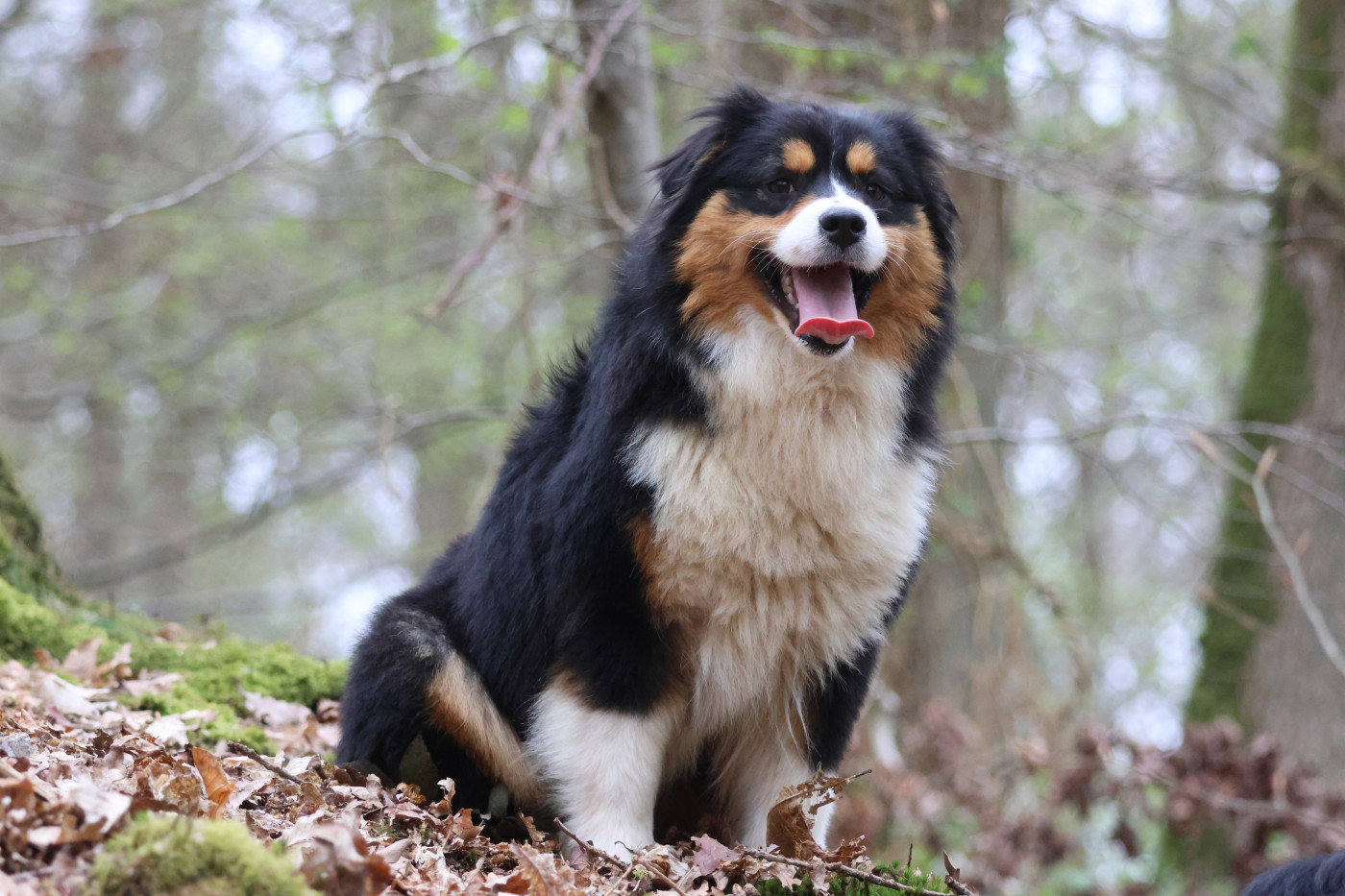 Chiot Berger Australien des Gardiens d'Hadès