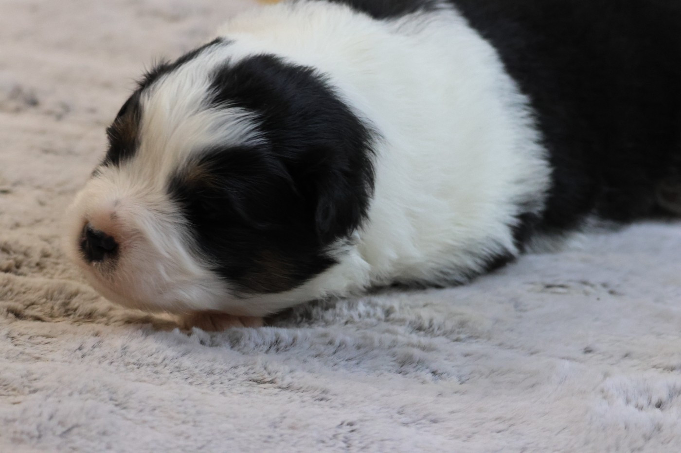 des Gardiens d'Hadès - Chiots disponibles - Berger Australien