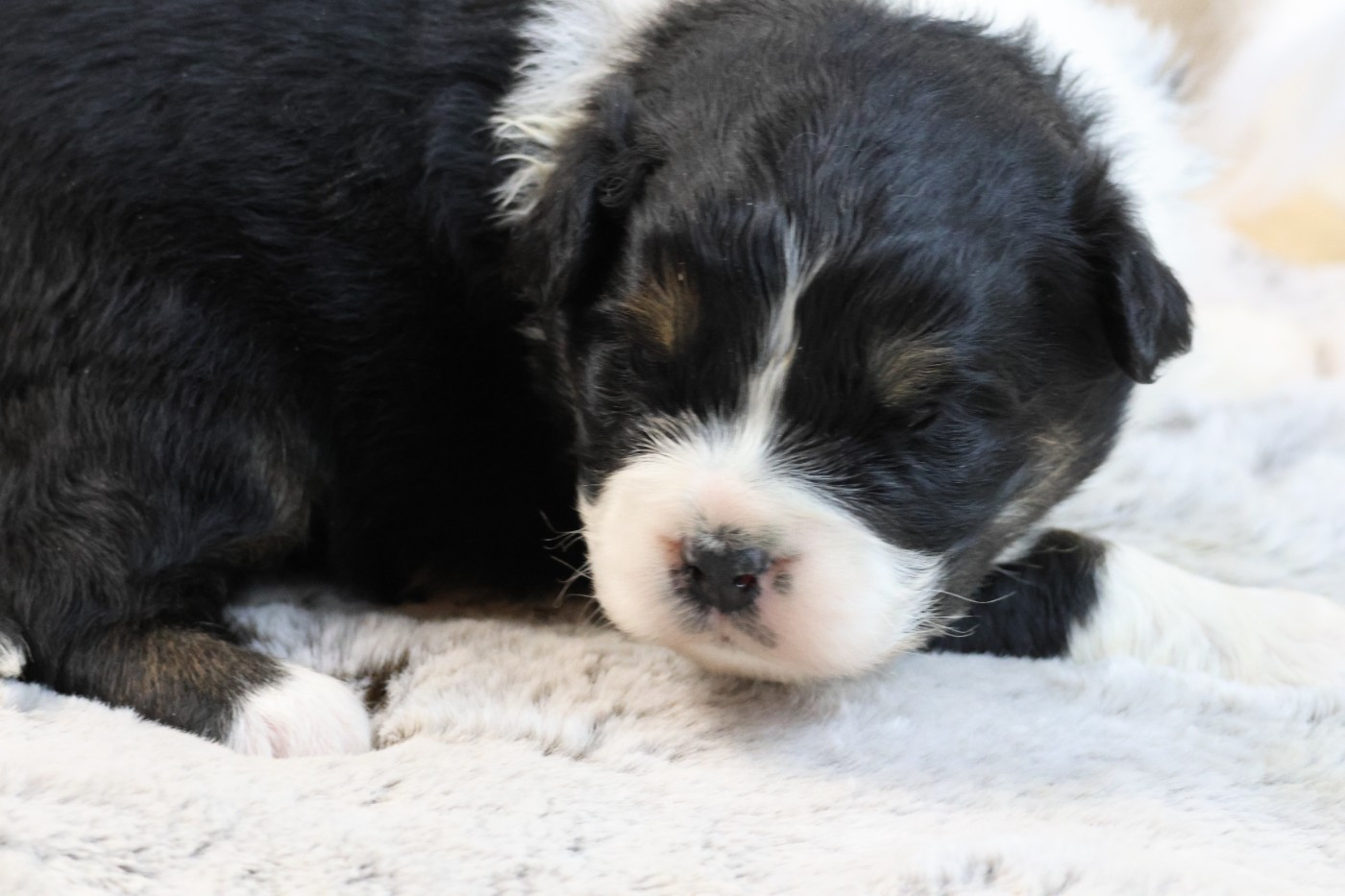 des Gardiens d'Hadès - Chiots disponibles - Berger Australien
