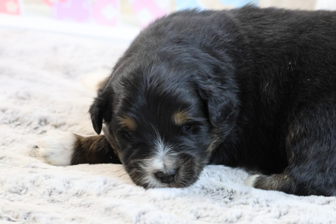 des Gardiens d'Hadès - Chiots disponibles - Berger Australien