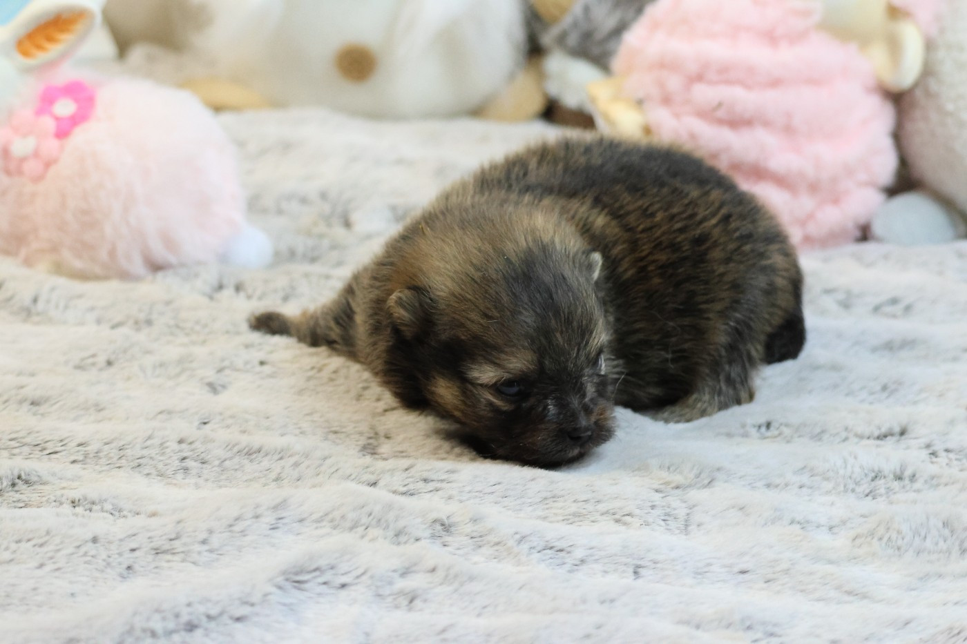 des Gardiens d'Hadès - Chiots disponibles - Spitz allemand