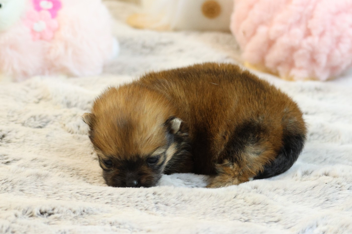 des Gardiens d'Hadès - Chiots disponibles - Spitz allemand
