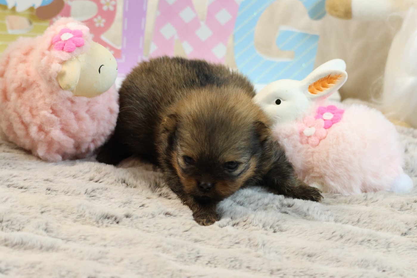 des Gardiens d'Hadès - Chiots disponibles - Spitz allemand