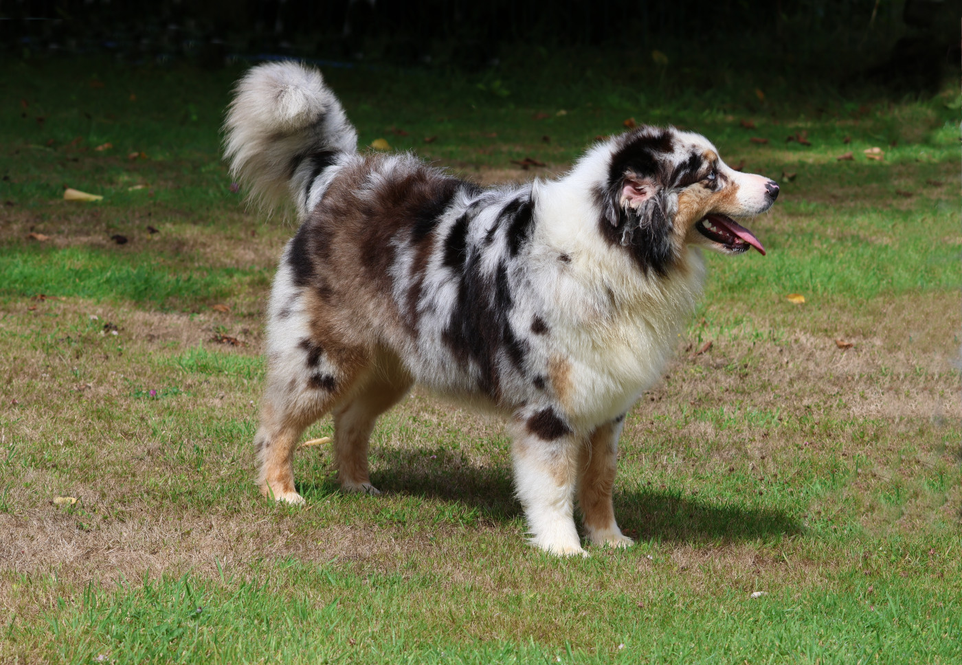 Chiot Berger Australien des Gardiens d'Hadès