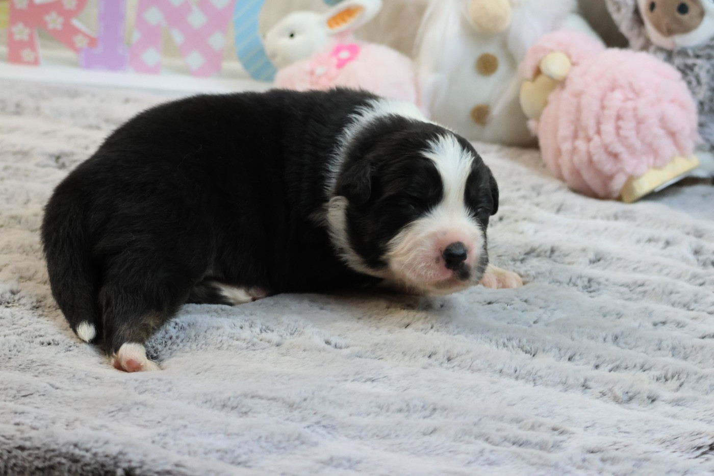 des Gardiens d'Hadès - Chiots disponibles - Berger Australien