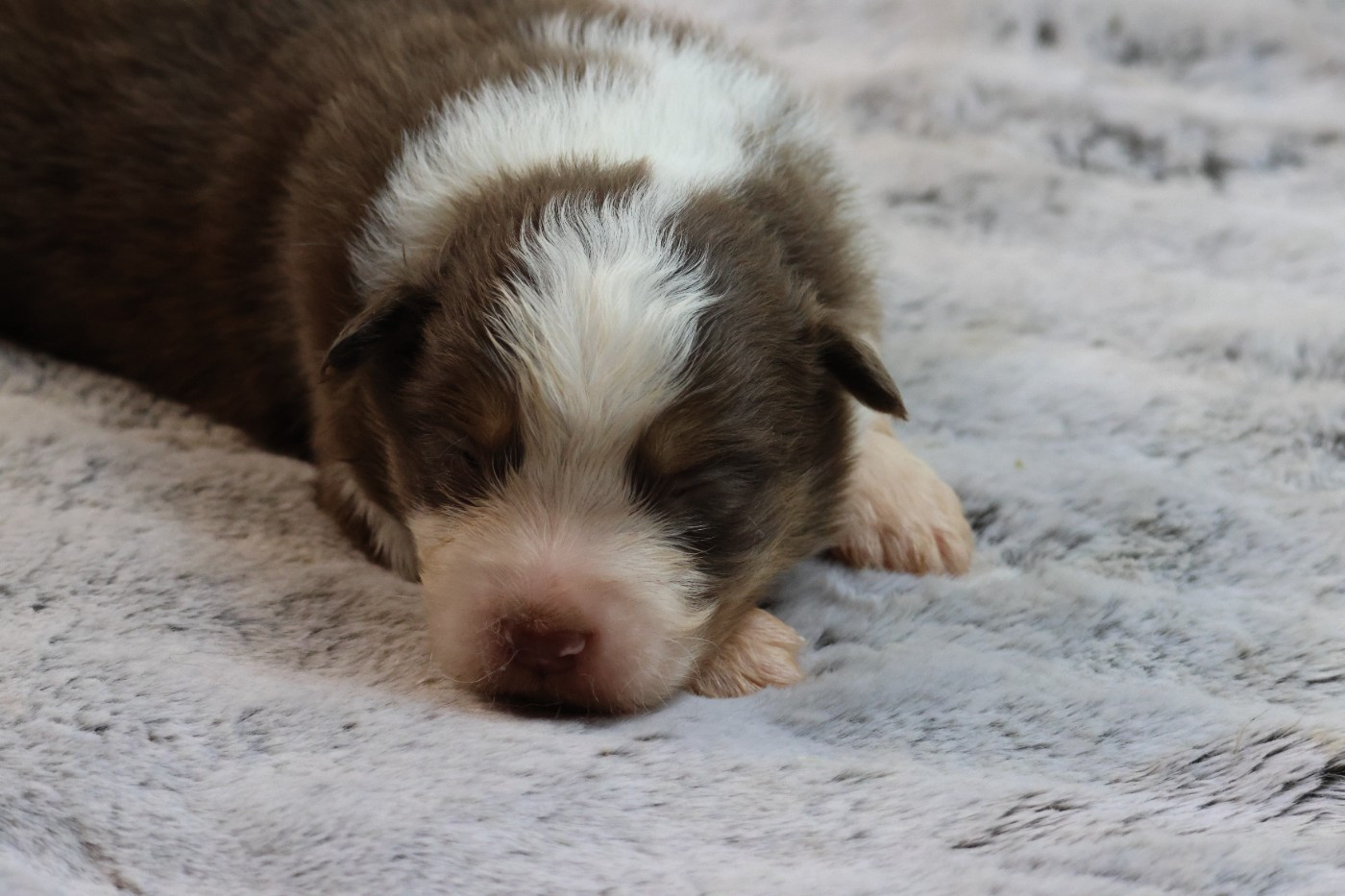 des Gardiens d'Hadès - Chiots disponibles - Berger Australien