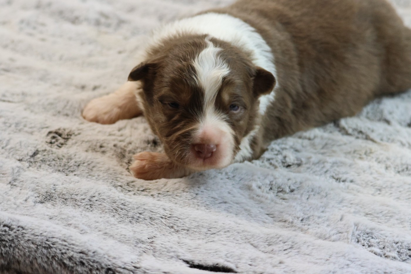 des Gardiens d'Hadès - Chiots disponibles - Berger Australien