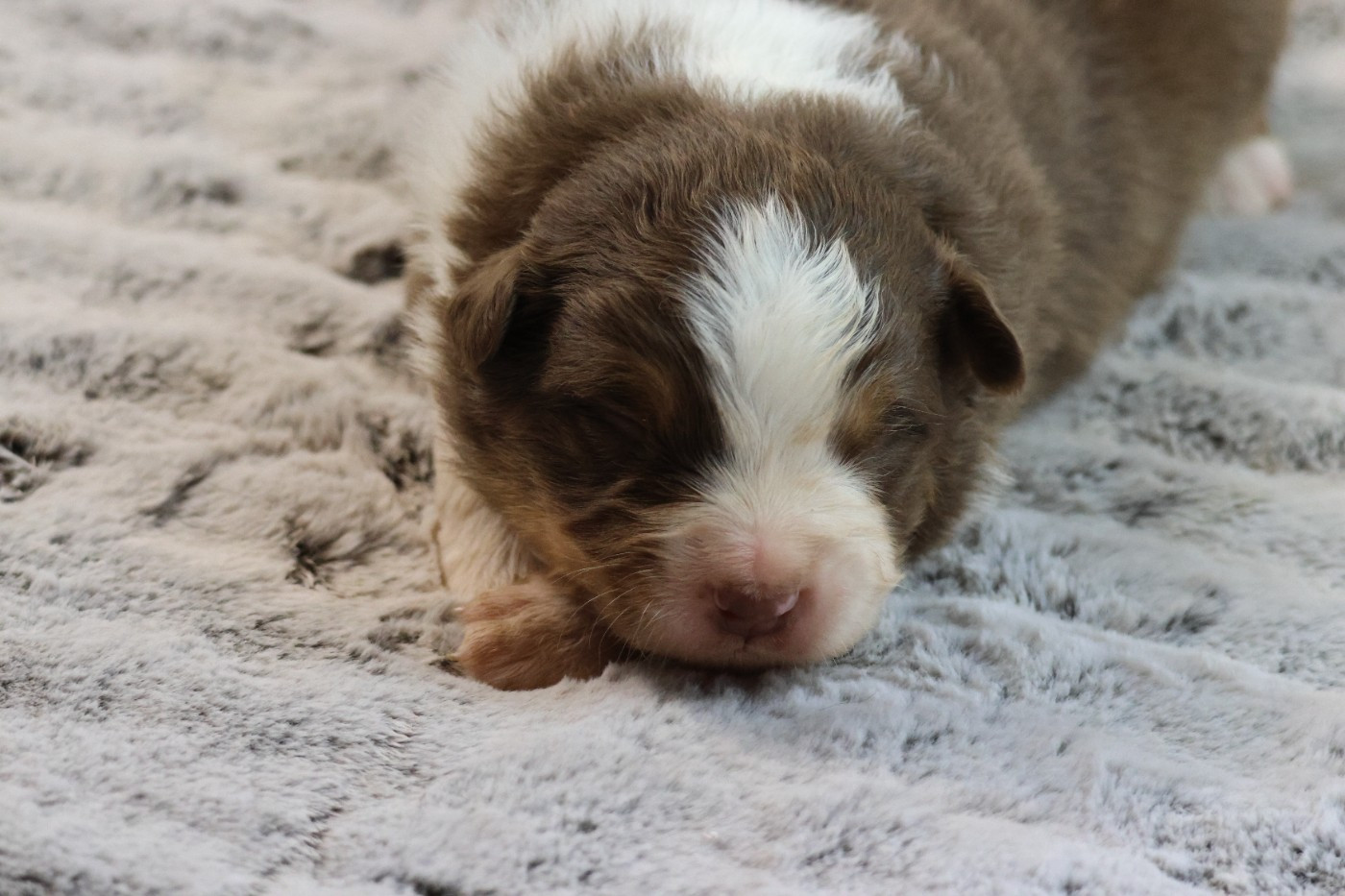 des Gardiens d'Hadès - Chiots disponibles - Berger Australien