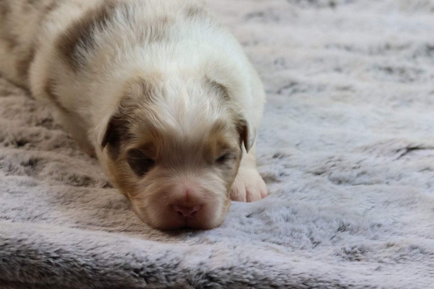 des Gardiens d'Hadès - Chiots disponibles - Berger Australien