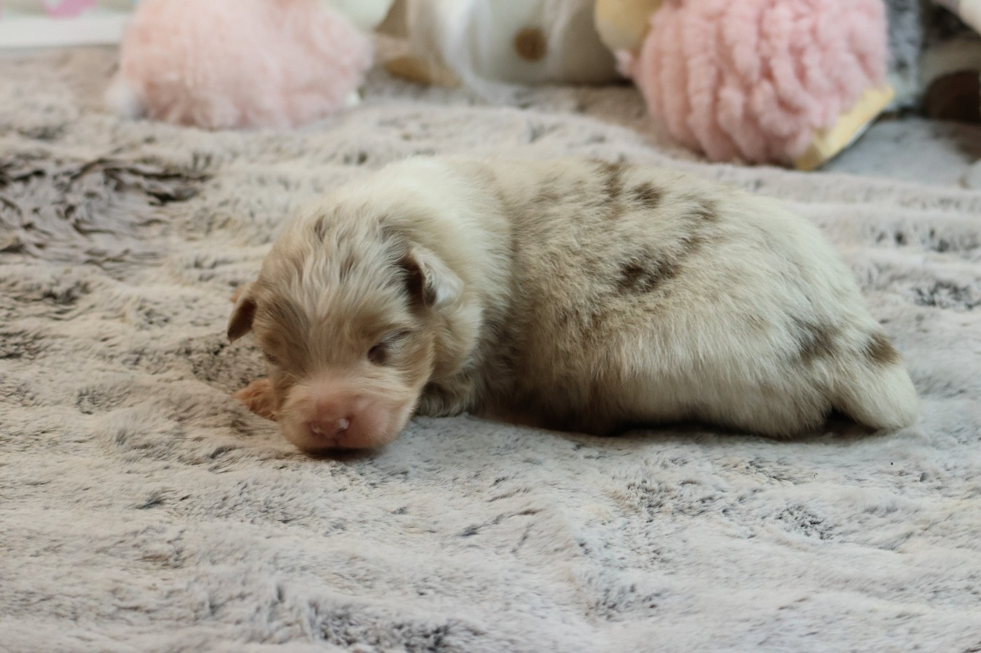 des Gardiens d'Hadès - Chiots disponibles - Berger Australien