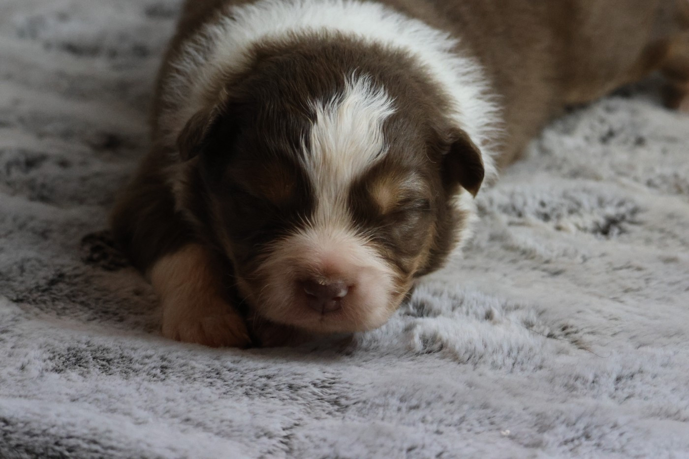 des Gardiens d'Hadès - Chiots disponibles - Berger Australien