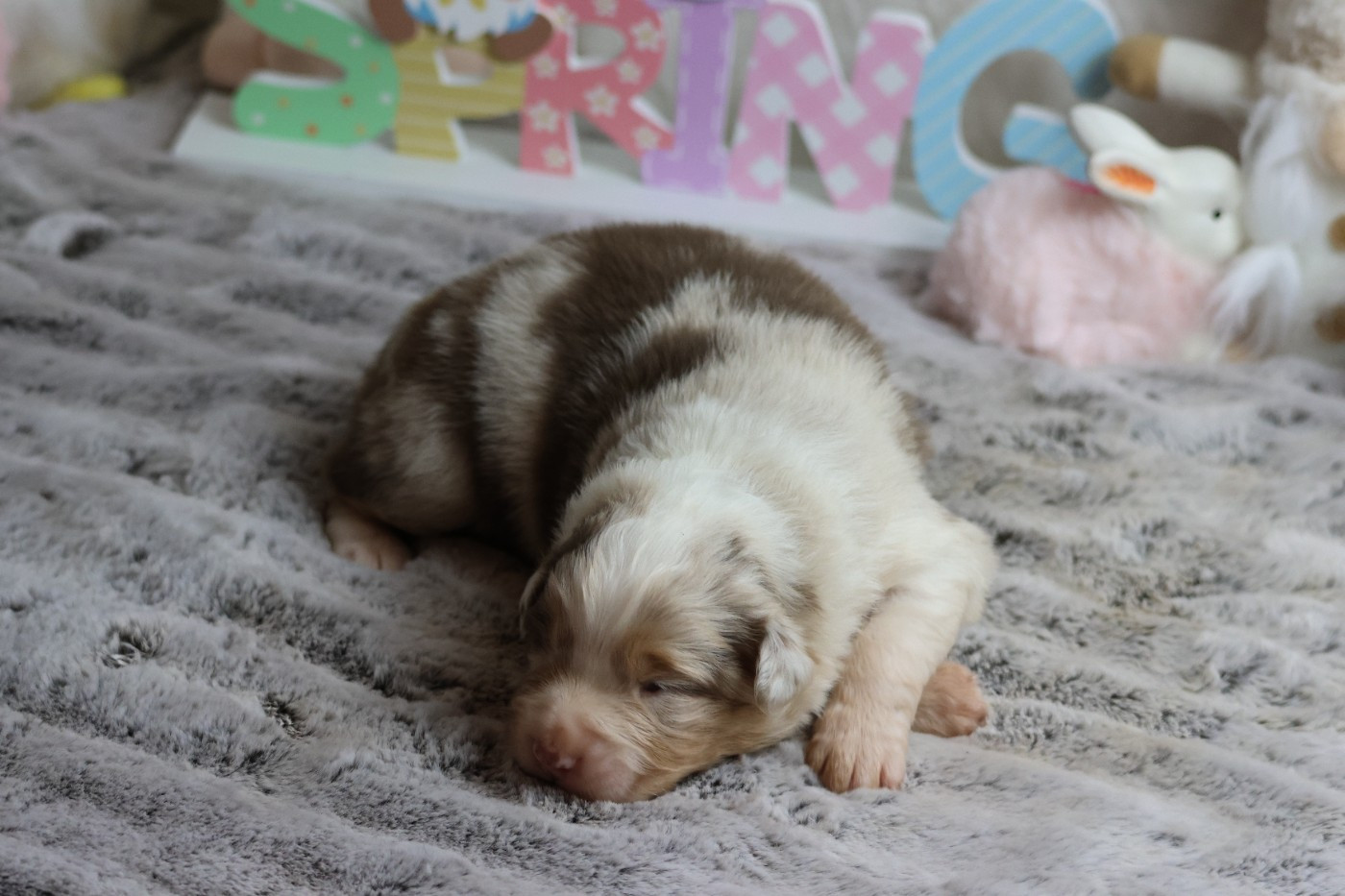 des Gardiens d'Hadès - Chiots disponibles - Berger Australien