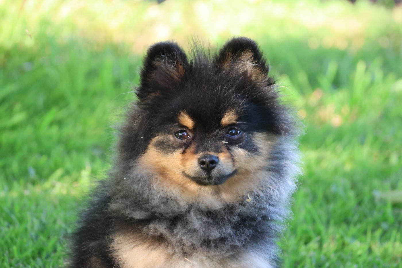 des Gardiens d'Hadès - Chiots disponibles - Spitz allemand
