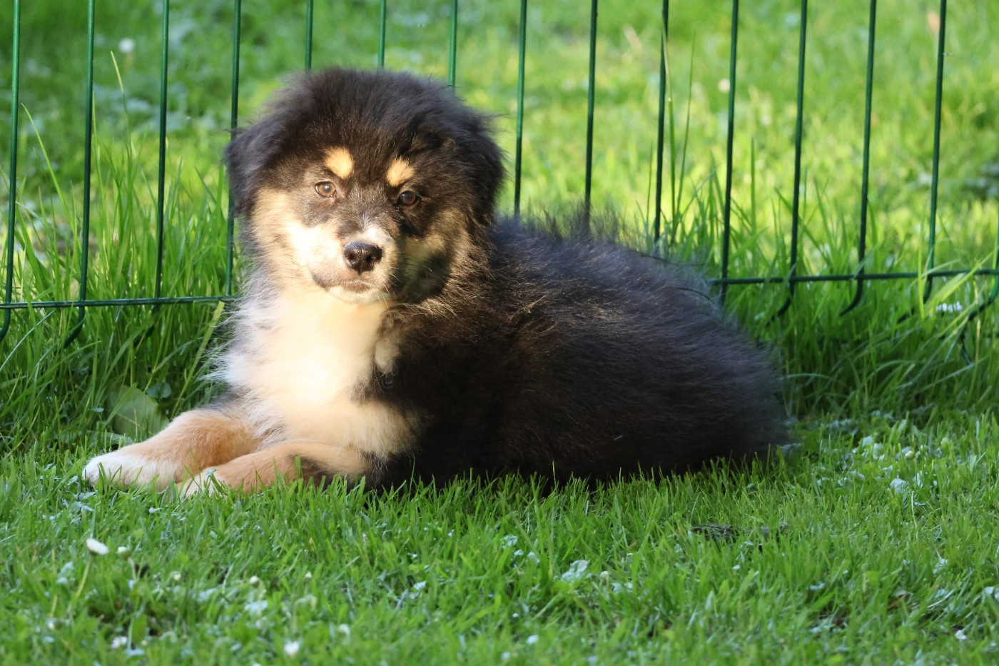 des Gardiens d'Hadès - Chiots disponibles - Berger Australien