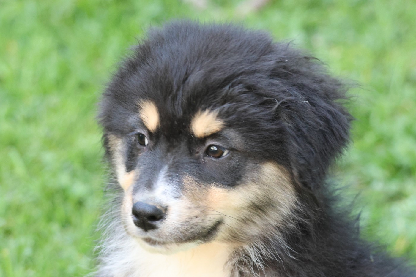 des Gardiens d'Hadès - Chiots disponibles - Berger Australien