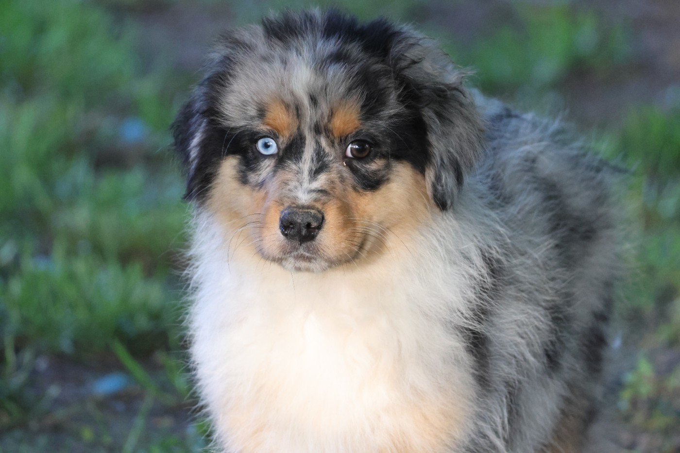 des Gardiens d'Hadès - Chiots disponibles - Berger Australien